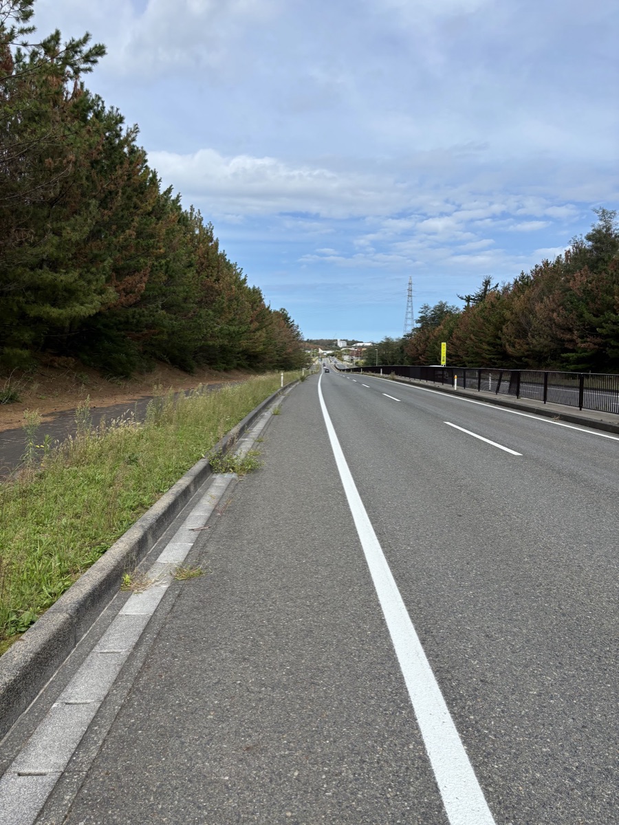 松林に沿ってまっすぐ延びる、車の少ない二車線の道路